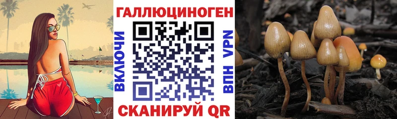 наркотики  Жуковский  Псилоцибиновые грибы Psilocybine cubensis 